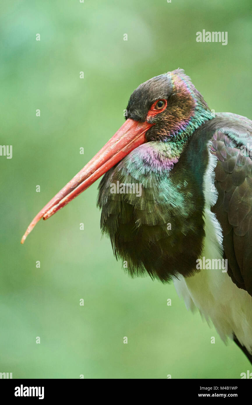 Cicogna Nera,Ciconia nigra,close-up,la Foresta Bavarese Foto Stock