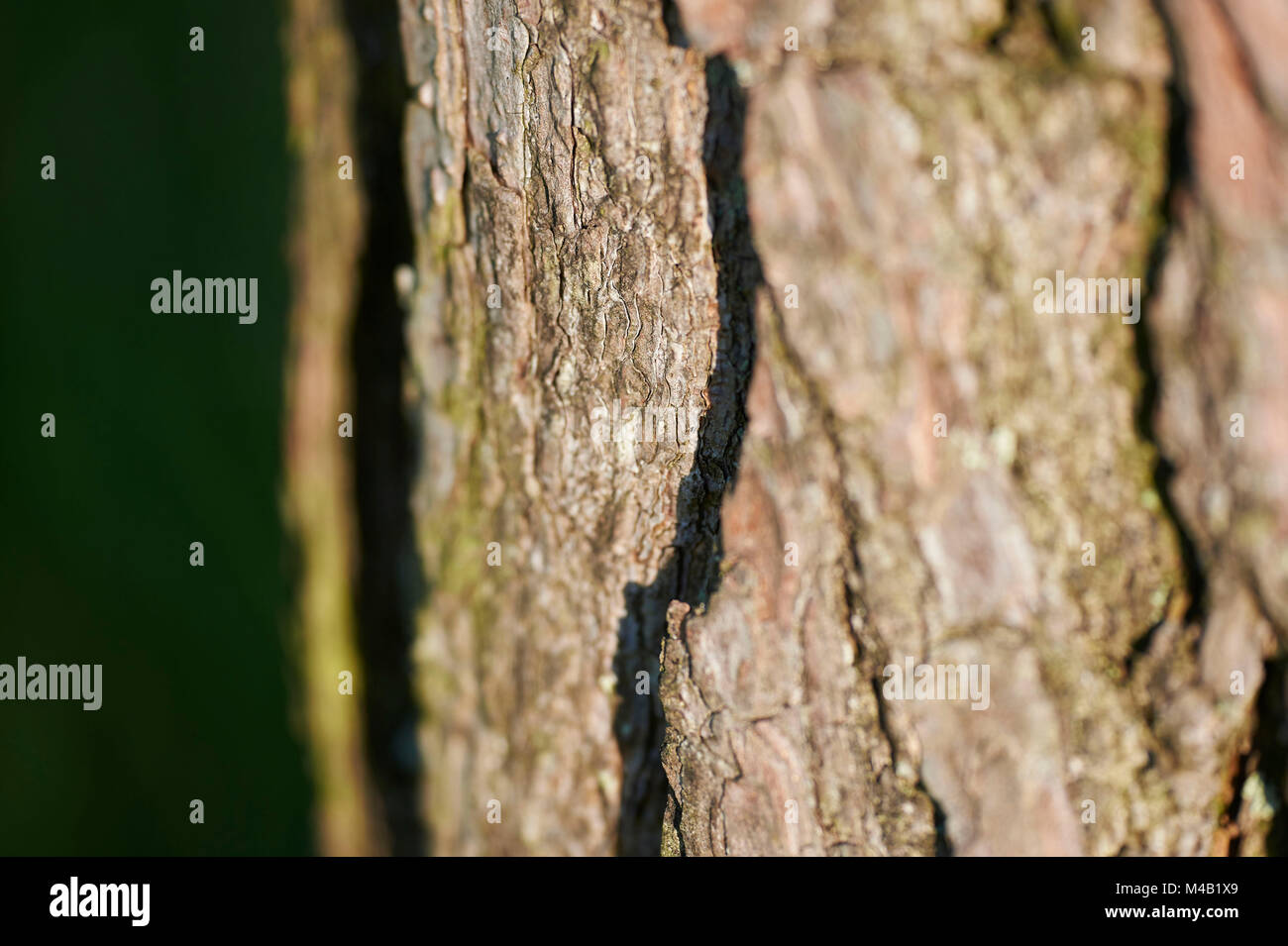 Pino silvestre,Pinus sylvestris,corteccia,dettaglio Foto Stock