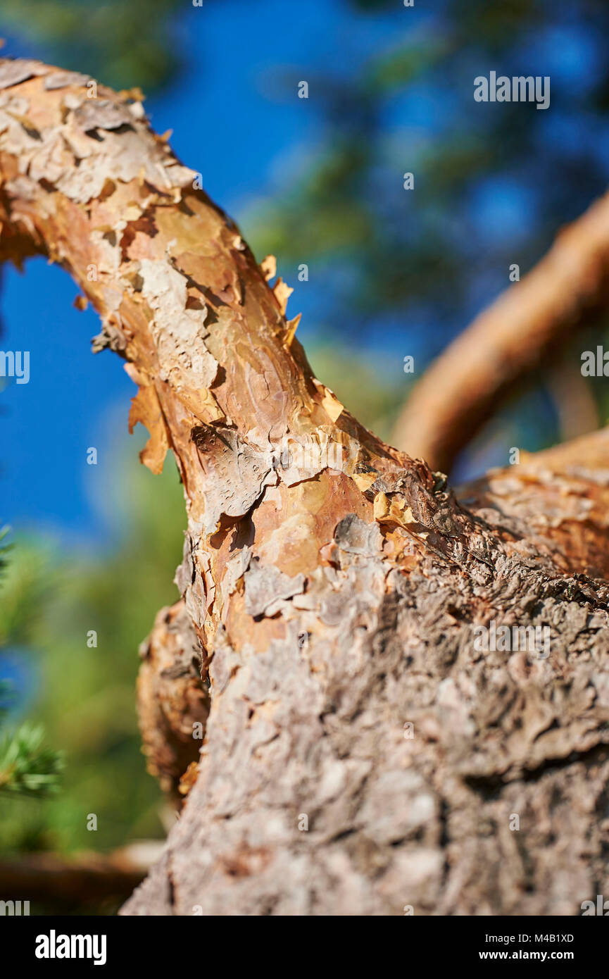 Pino silvestre,Pinus sylvestris,corteccia,dettaglio Foto Stock