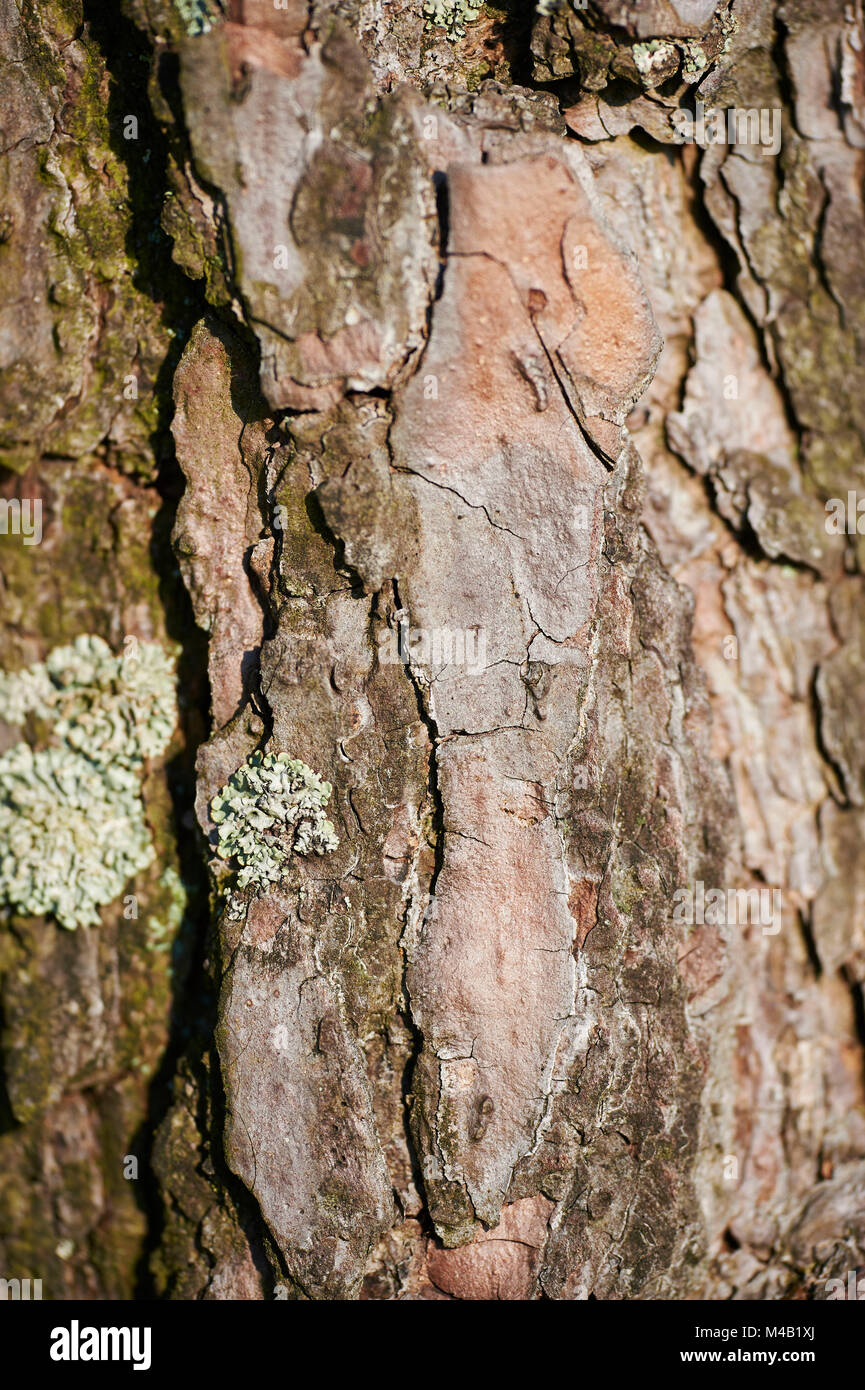 Pino silvestre,Pinus sylvestris,corteccia,dettaglio Foto Stock