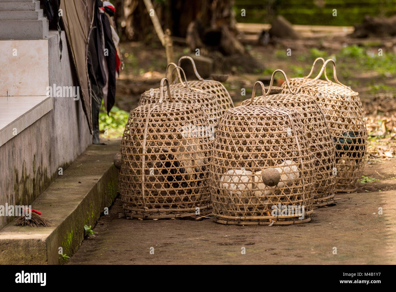 Sette gabbie vicino gamecocks in un cortile di Bali Foto Stock