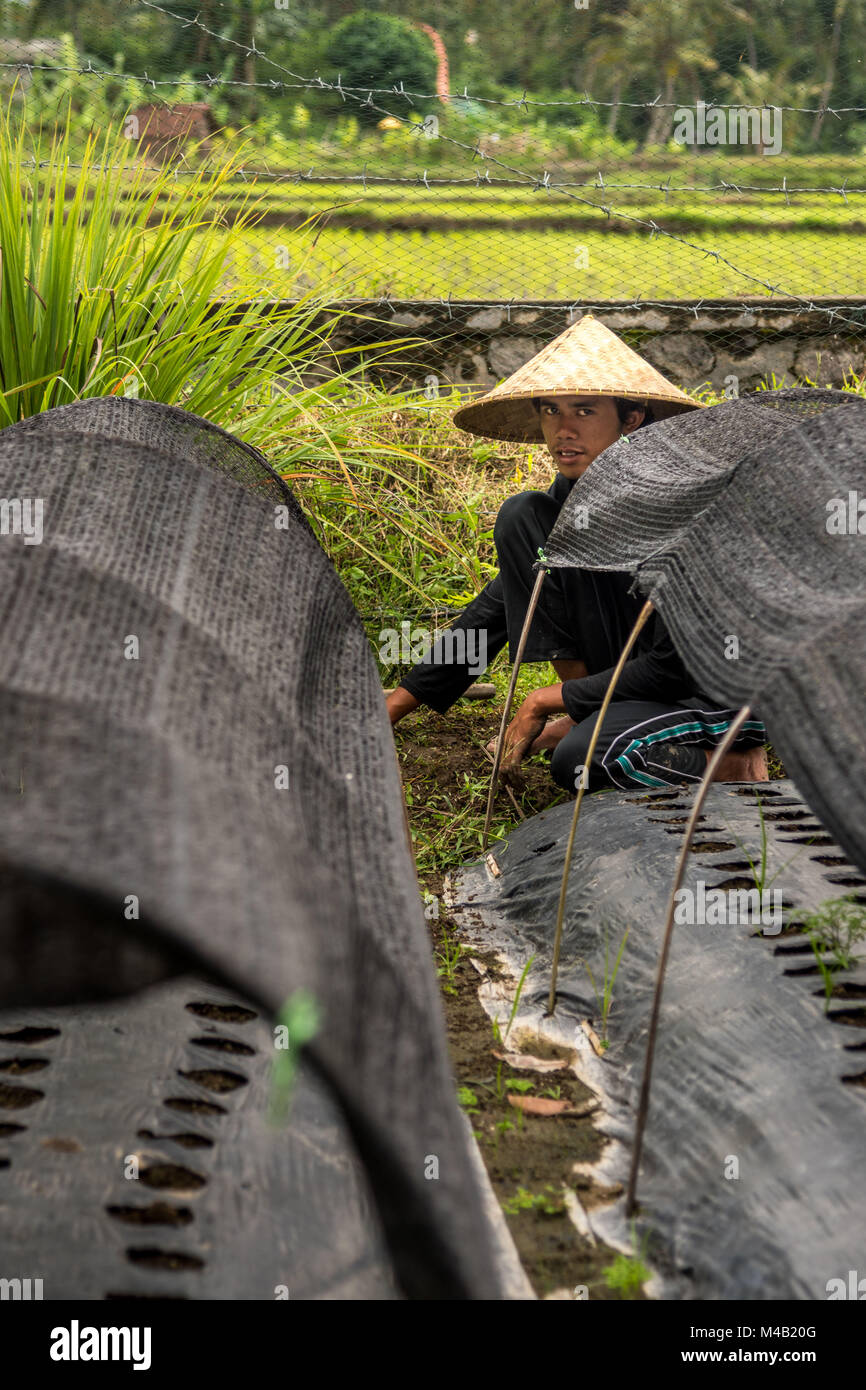 Balineser uomo vicino cappello di paglia le opere in campi di riso di Bali, Indonesia Foto Stock