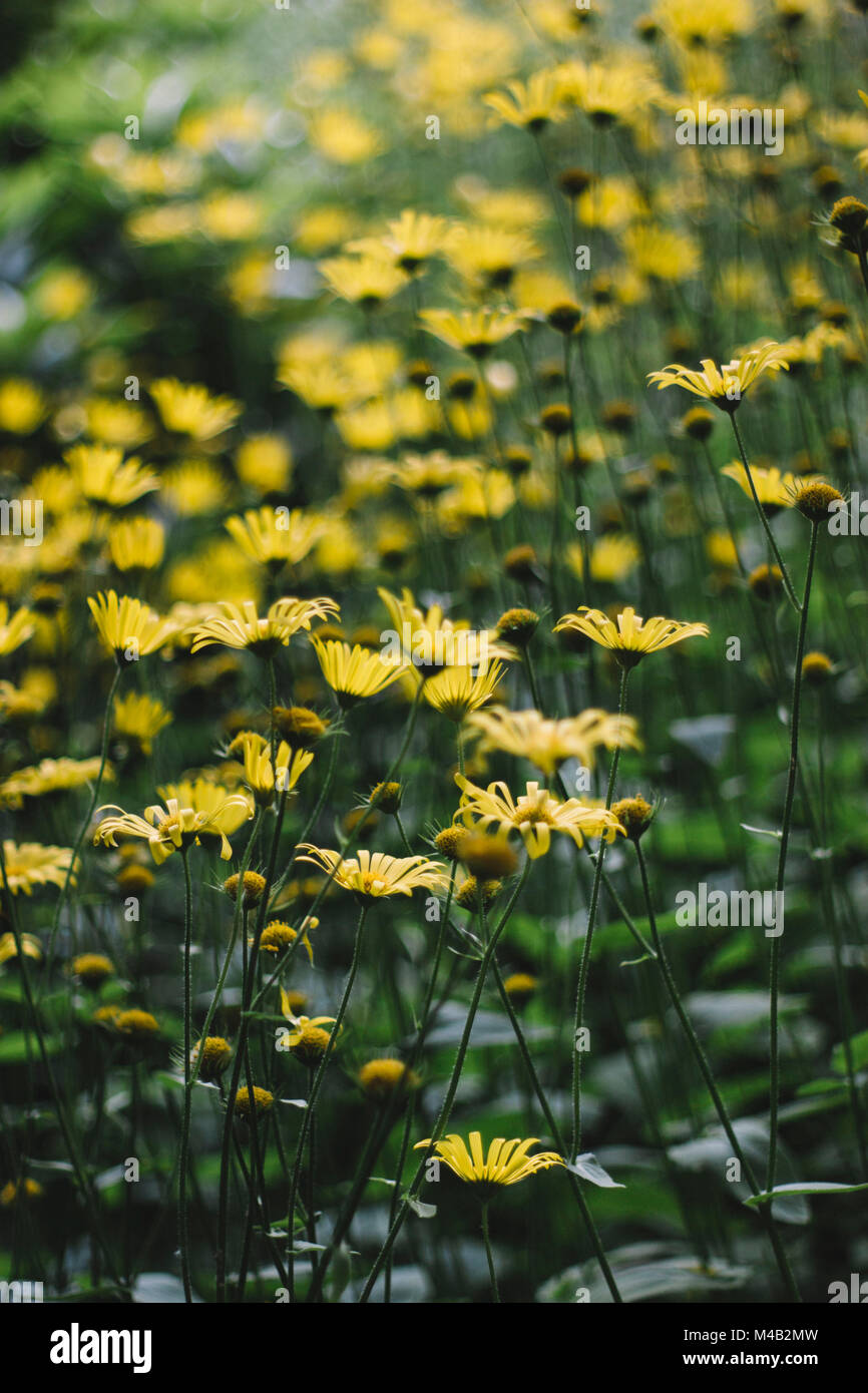 Fiori di colore giallo nel giardino botanico in giugno Foto Stock