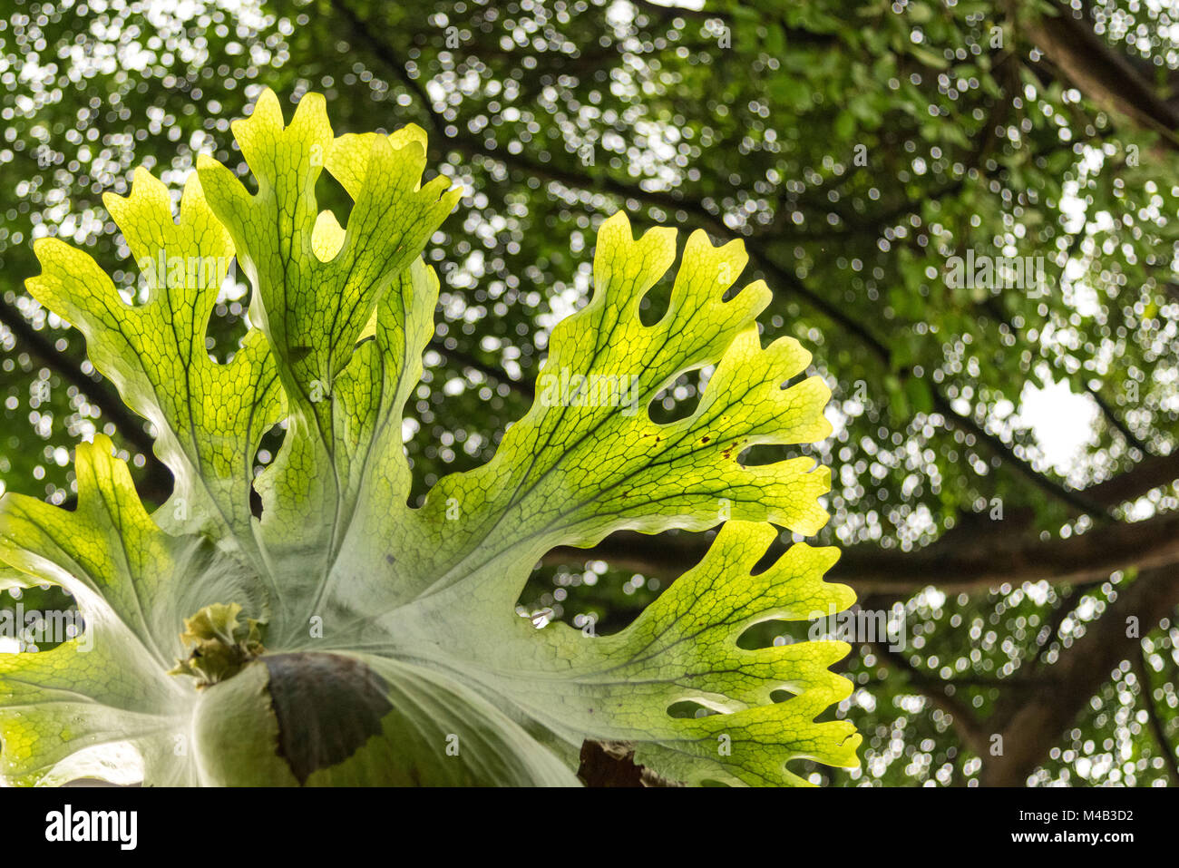 La staghorn fern,lato inferiore,nel giardino botanico di Singapore Foto Stock