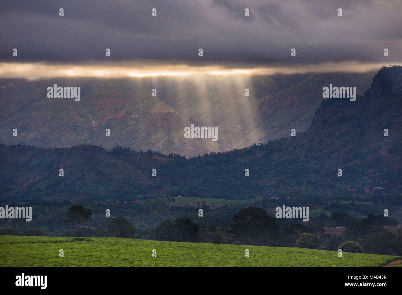 Drammatica coulds oltre una piantagione di tè sul Monte Mulanje,Malawi,Africa Foto Stock