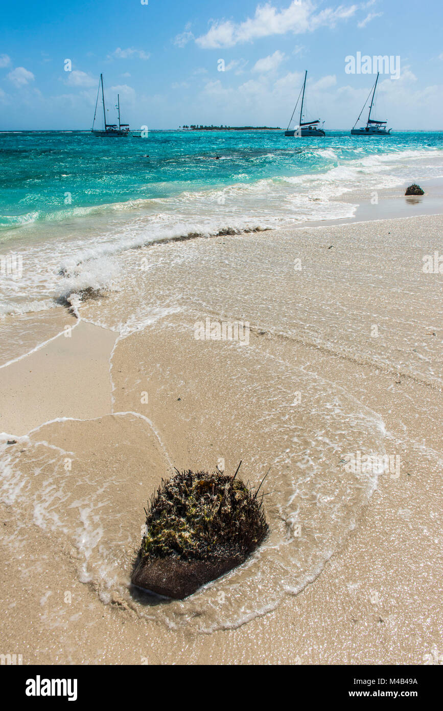 Driftwood giacente su di una spiaggia di sabbia bianca,Tobago Cays,San Vincent e Grenadine,dei Caraibi Foto Stock