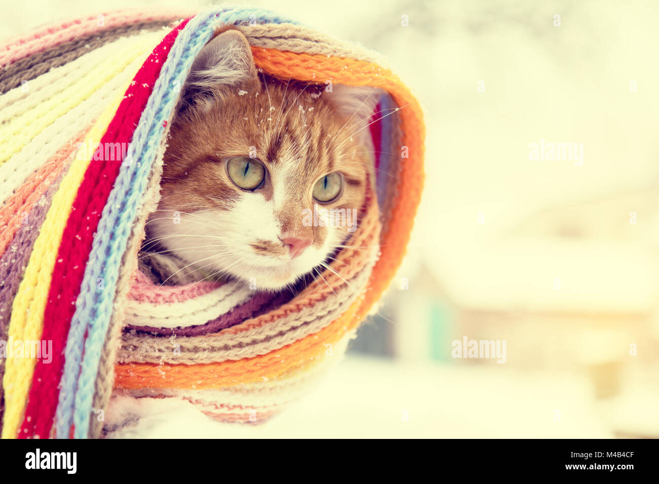 Il bianco e il rosso kitty cat in sciarpa a scacchi Foto Stock