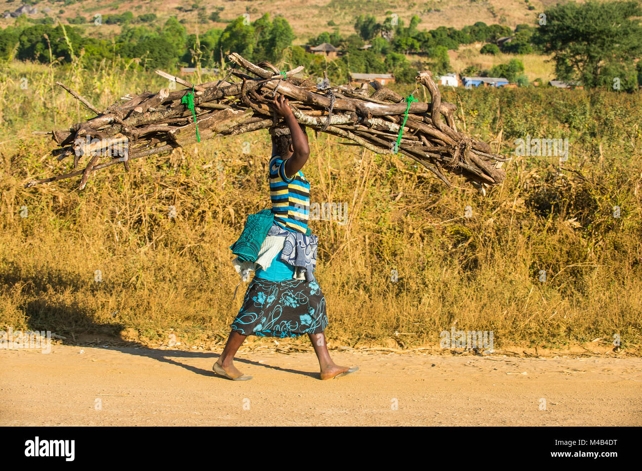 Ragazza con enorme pila di legno di legno portante sulla sua testa prima di Mount Mulanje,Malawi,Africa Foto Stock