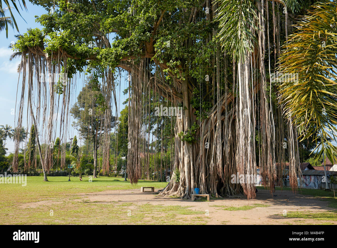 Giant Banyan Tree (Ficus benghalensis) cresce accanto al tempio Mendut. Magelang Regency, Java, Indonesia. Foto Stock