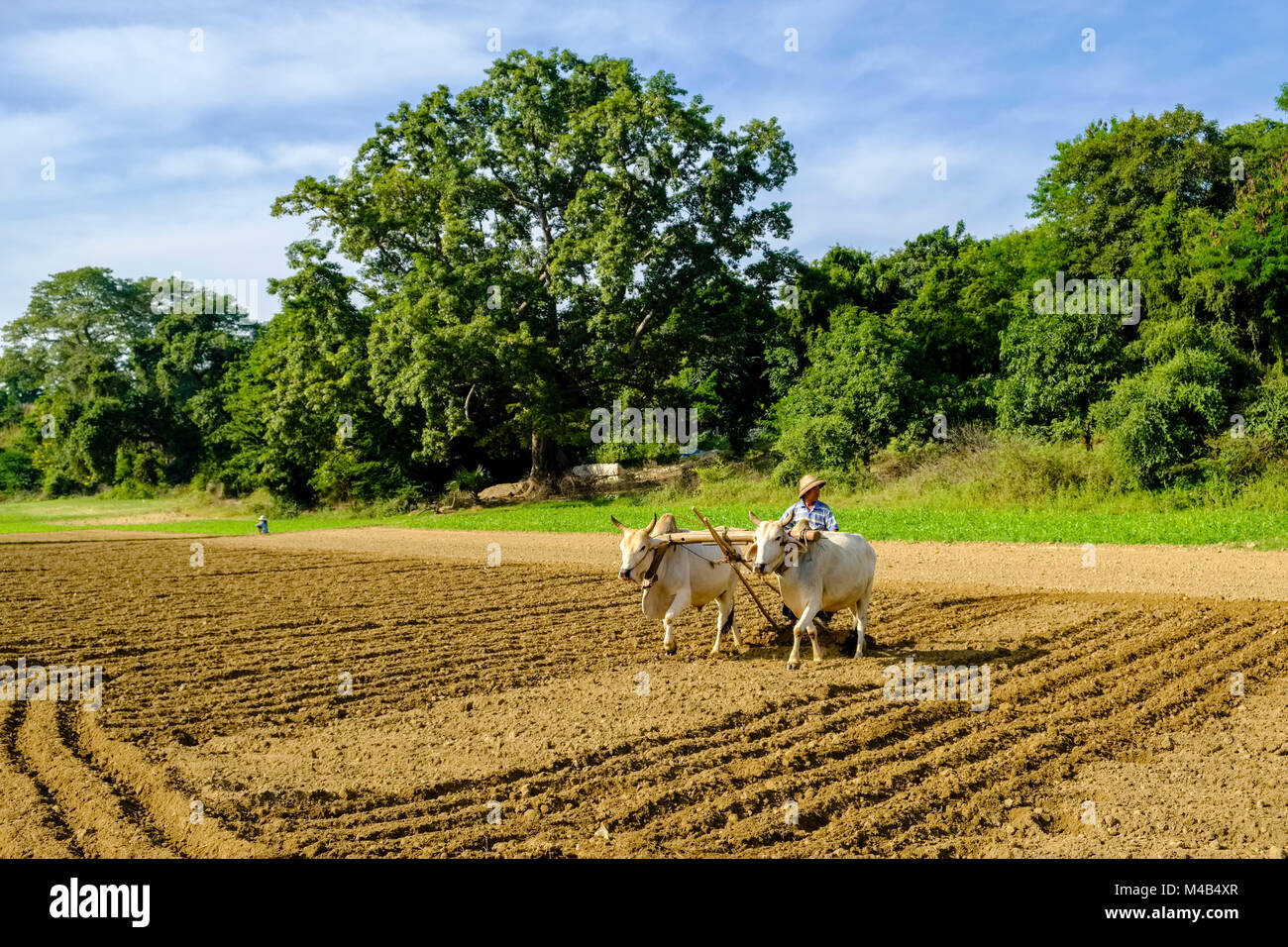 Un agricoltore è l'aratura di un campo con due capi di bestiame Foto Stock