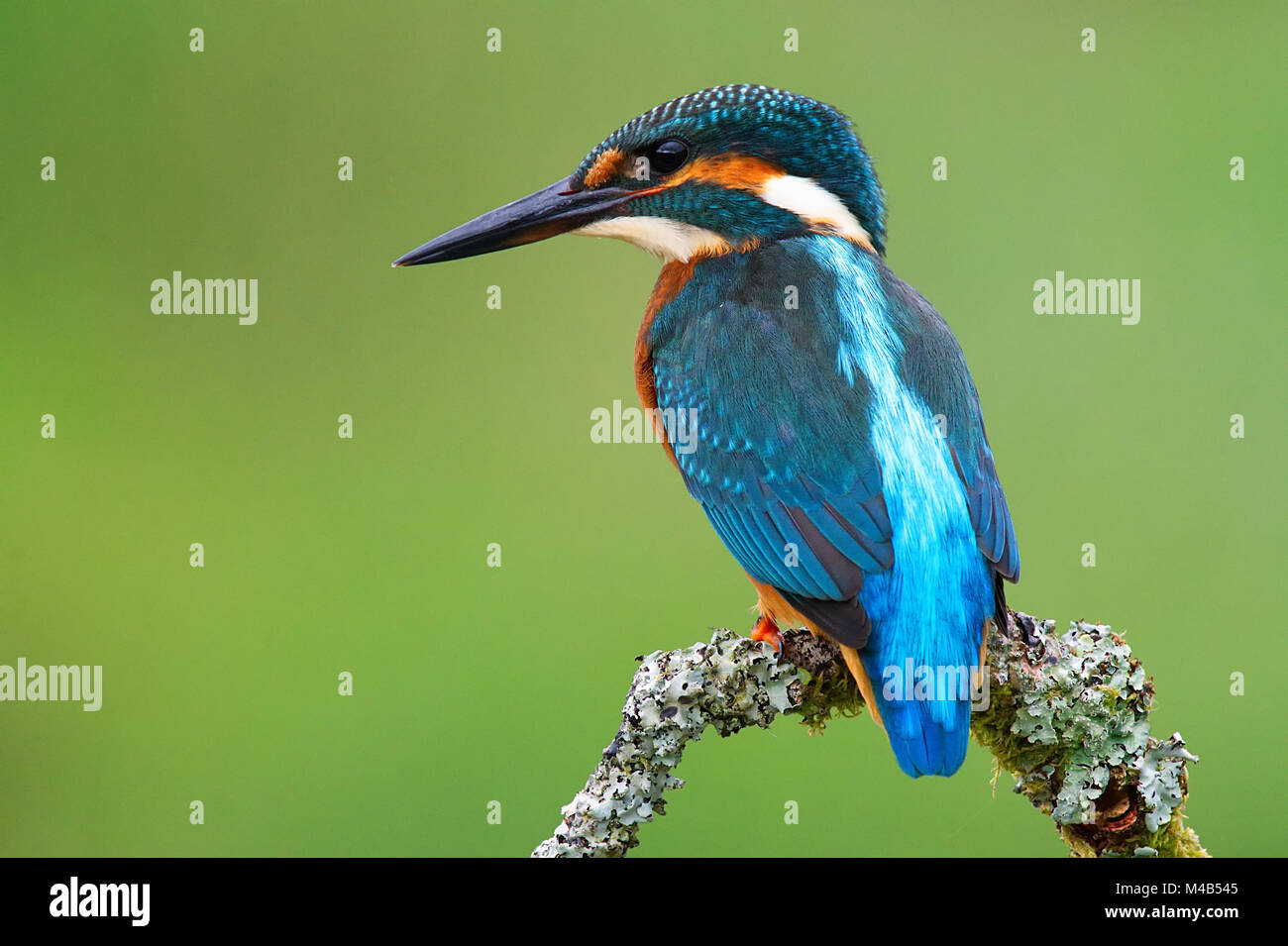 Kingfisher comune Foto Stock