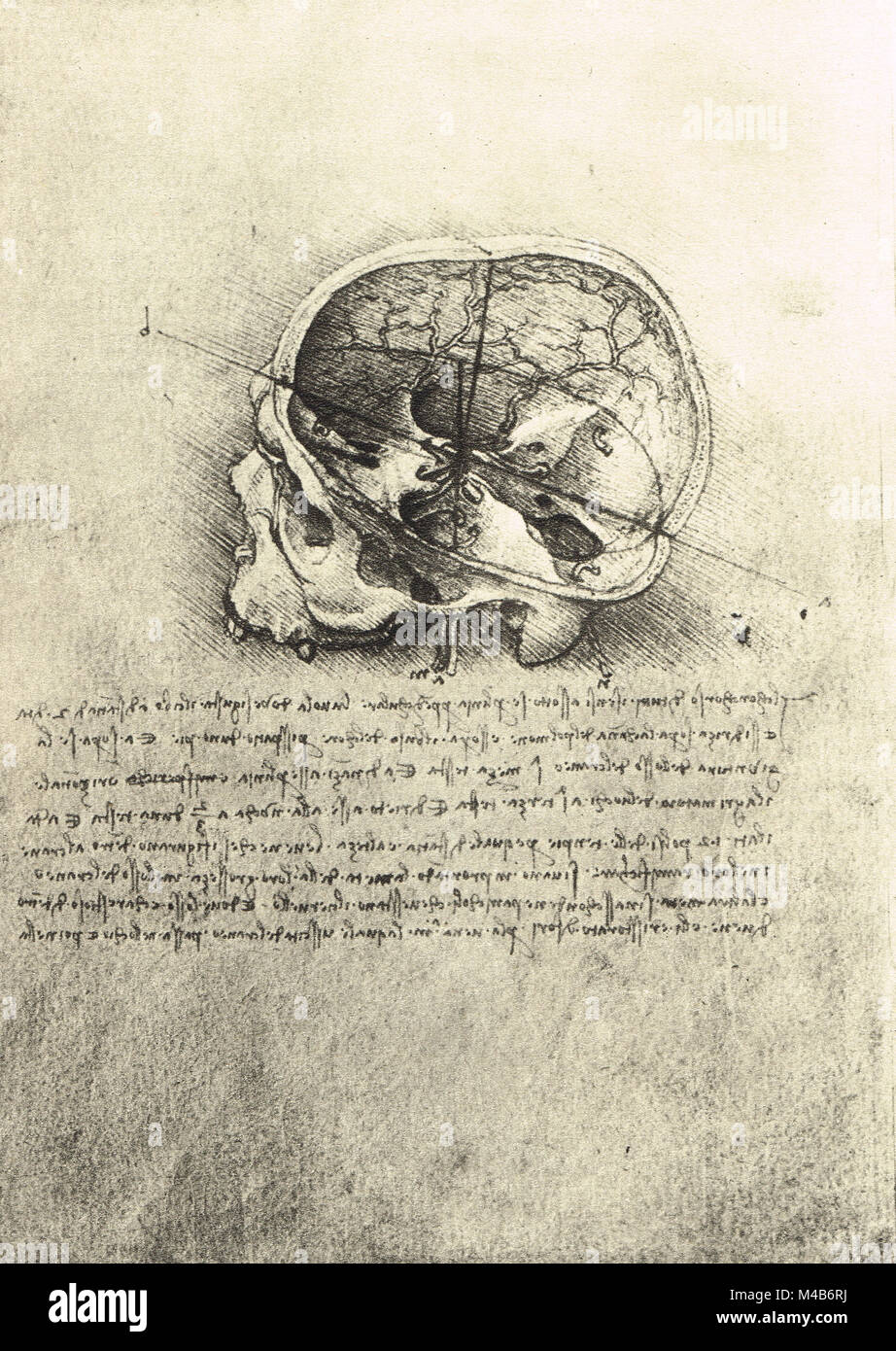 Studio anatomico del cranio da sinistra, disegnata da Leonardo Da Vinci, circa 1489 Foto Stock