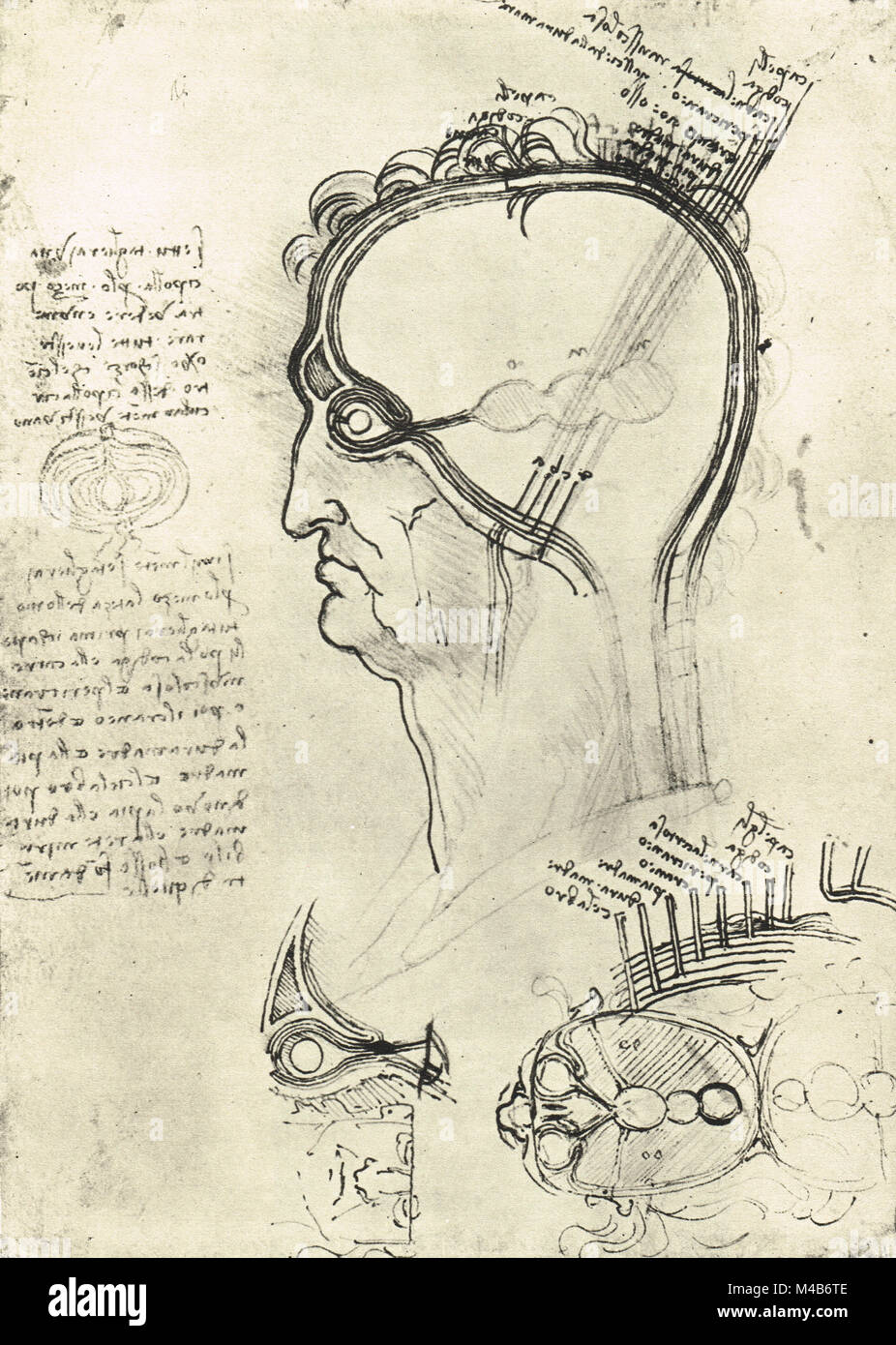 Le sezioni della testa dell'uomo, che mostra la parte anatomica dell'occhio, disegnata da Leonardo Da Vinci, circa 1500 Foto Stock