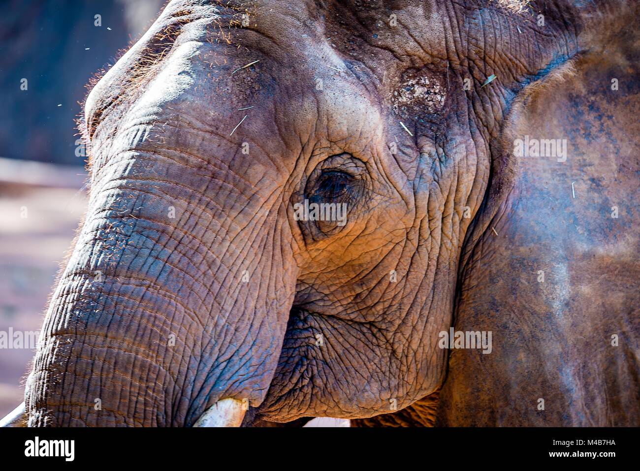 Elefante africano (Loxodonta africana) tempo di alimentazione allo zoo Foto Stock