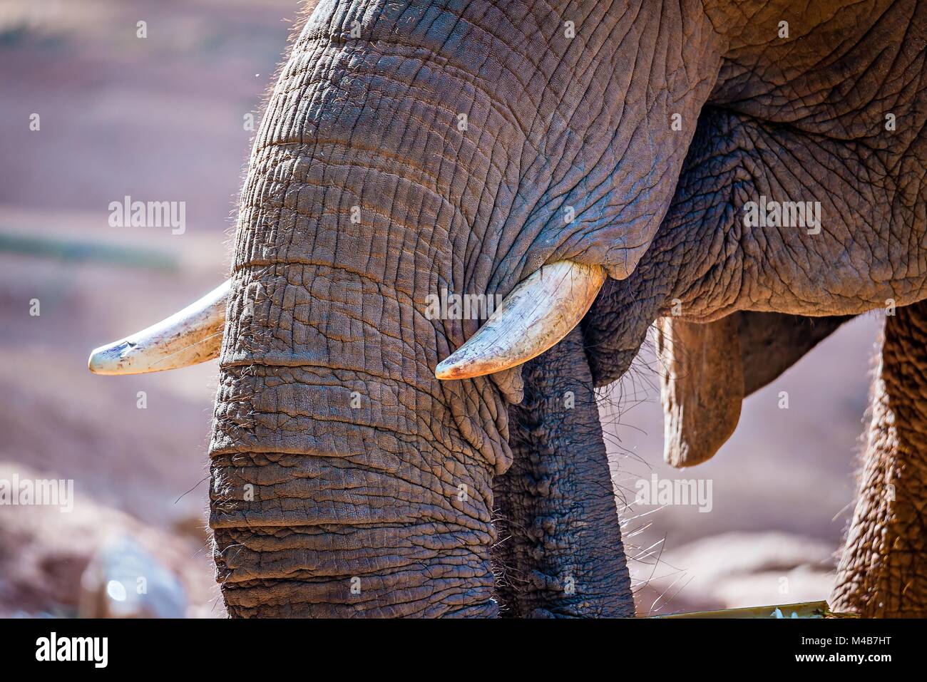 Elefante africano (Loxodonta africana) tempo di alimentazione allo zoo Foto Stock