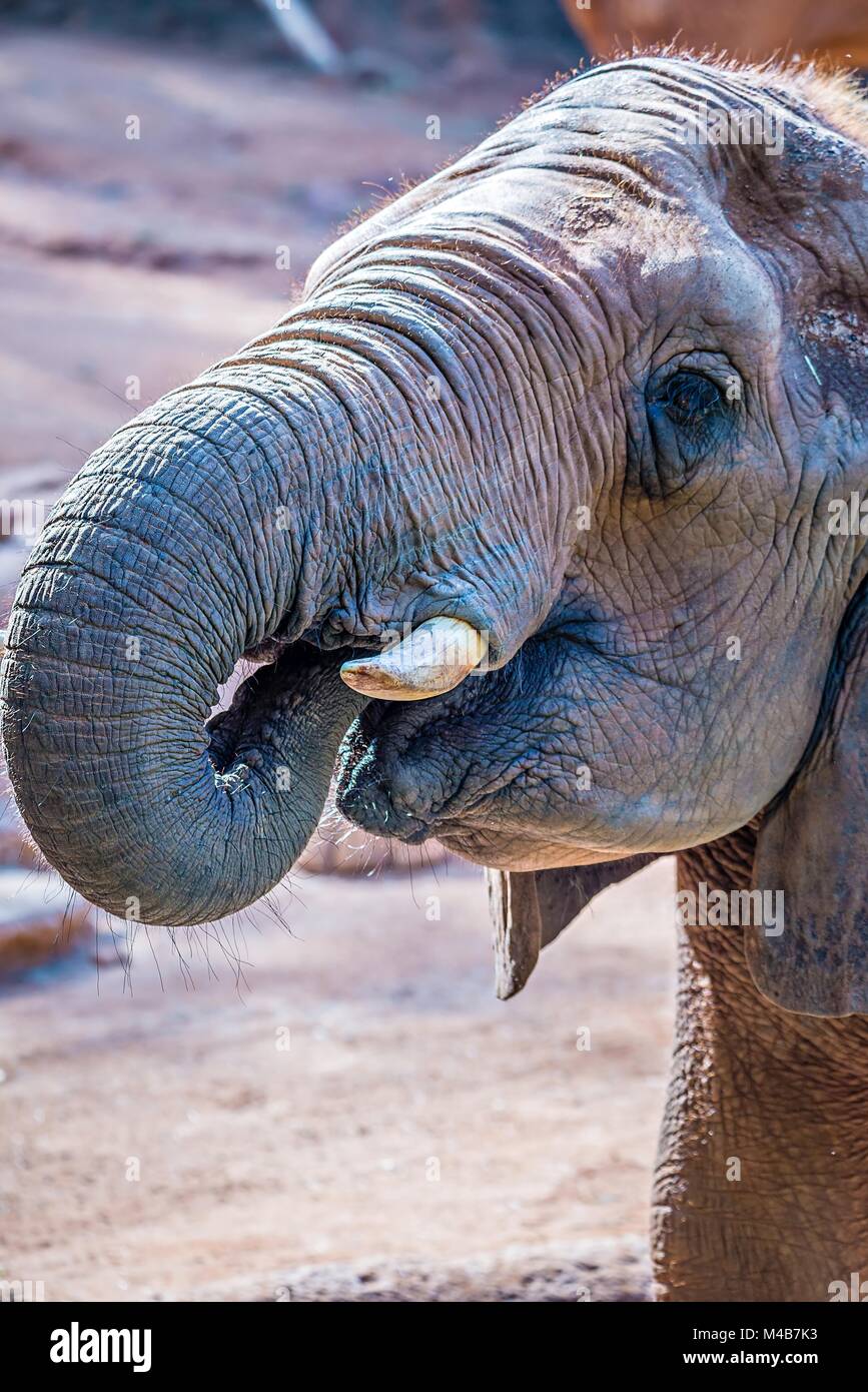 Elefante africano (Loxodonta africana) tempo di alimentazione allo zoo Foto Stock