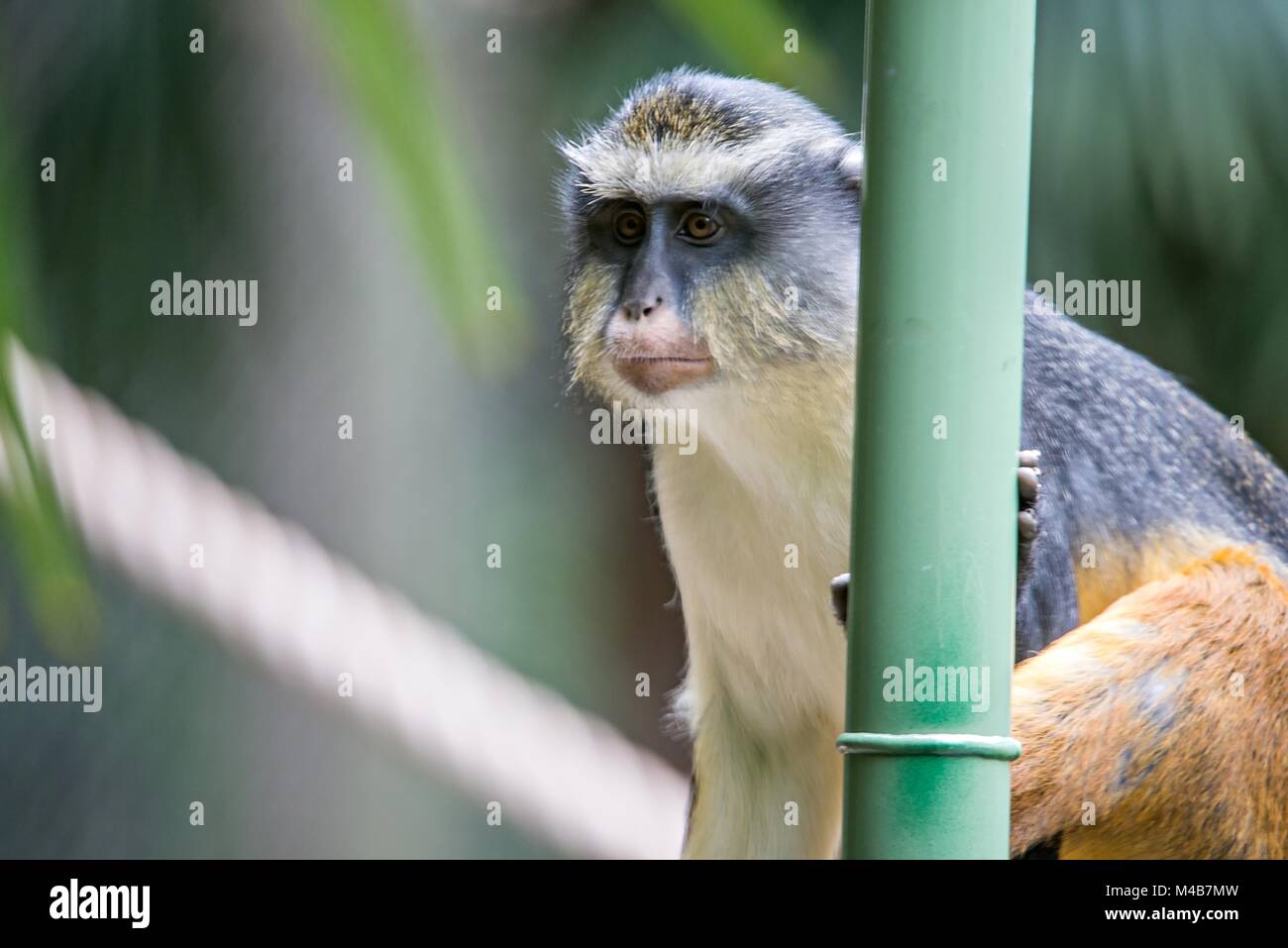 Bambini africani scimmia Vervet Chlorocebus pygerythrus nella foresta di bamboo Foto Stock