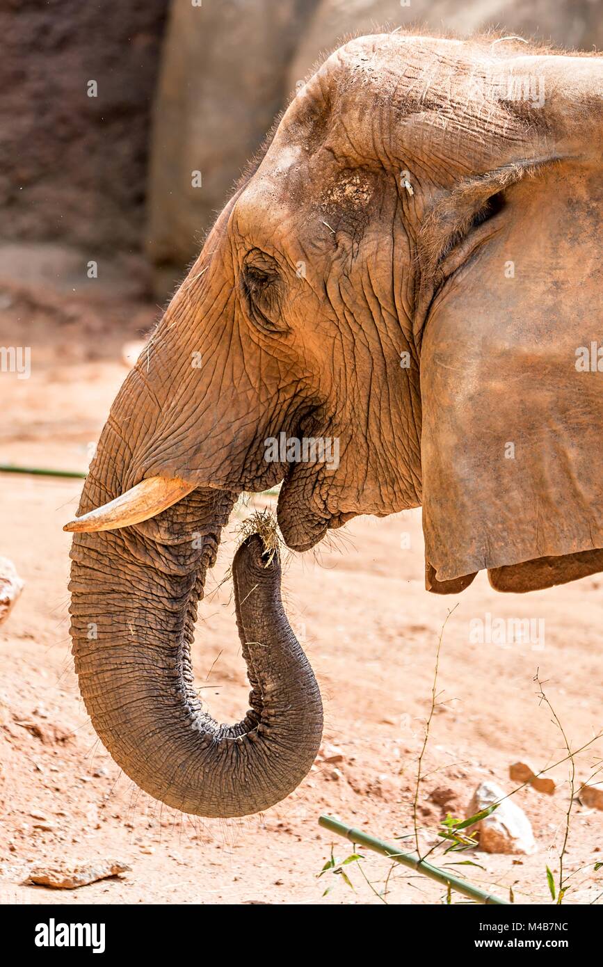 Elefante africano (Loxodonta africana) tempo di alimentazione allo zoo Foto Stock