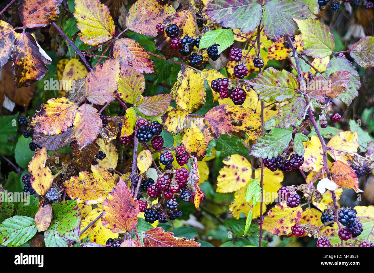 Brambleberry arbusto con fogliame autumnally Foto Stock