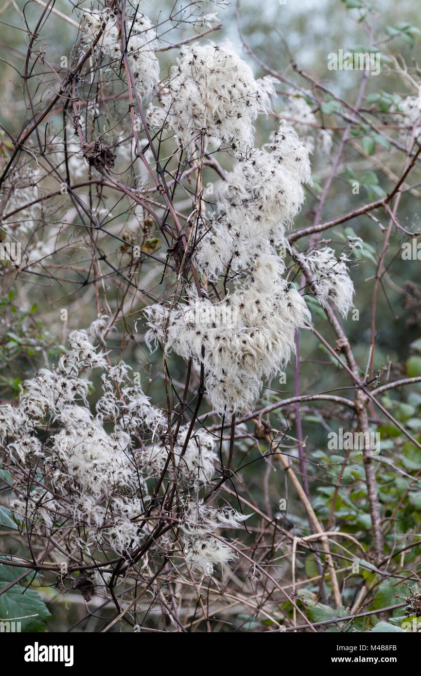 Bianco, seedheads fuzzy del Regno Unito alpinista nativo, Clematis vitalba, aggiungere interesse invernale in un bosco Foto Stock