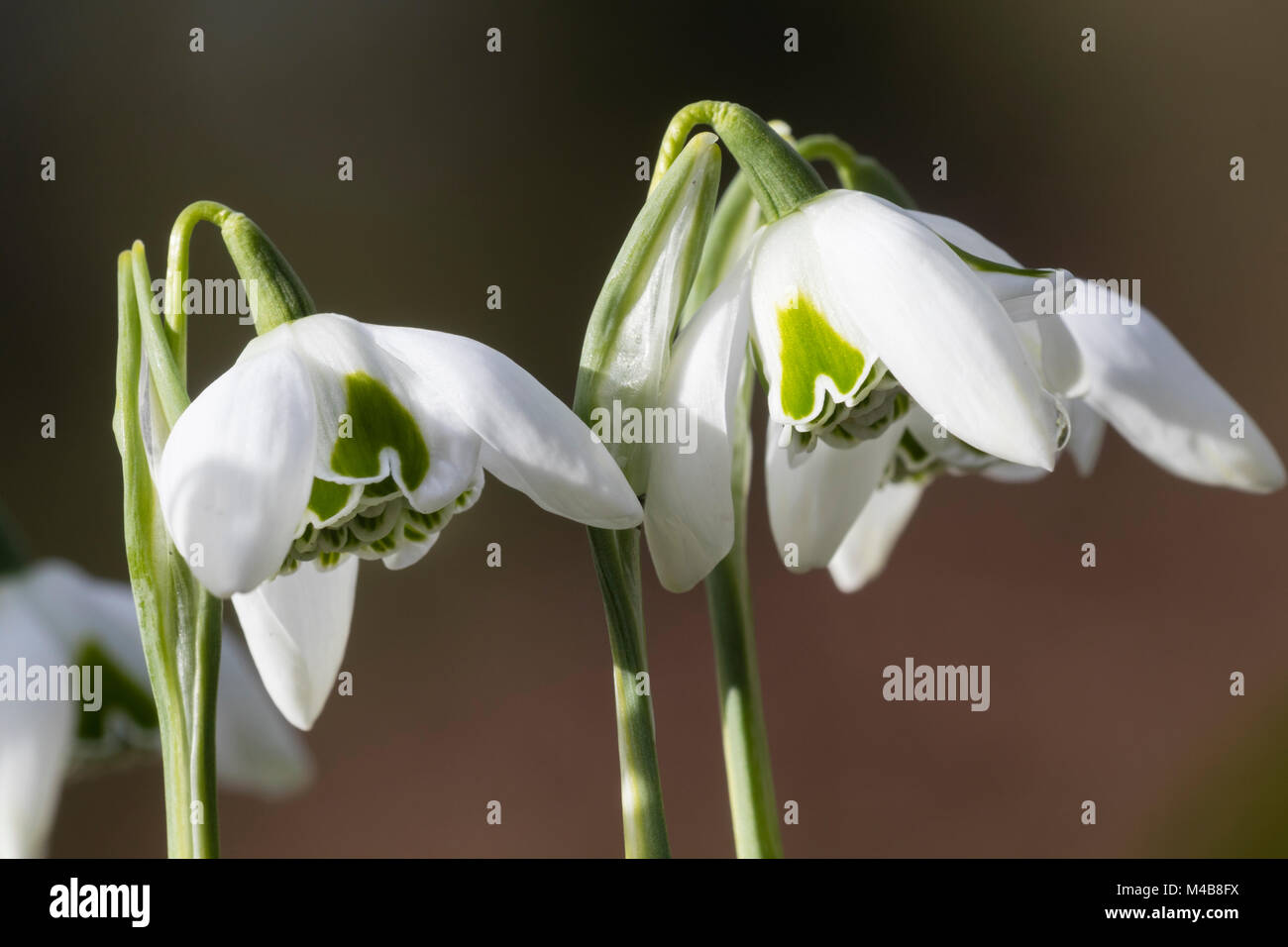 Fiori della fioritura invernale snowdrop doppia, Galanthus 'Esther Merton' mostra il raddoppio dei petali interni Foto Stock