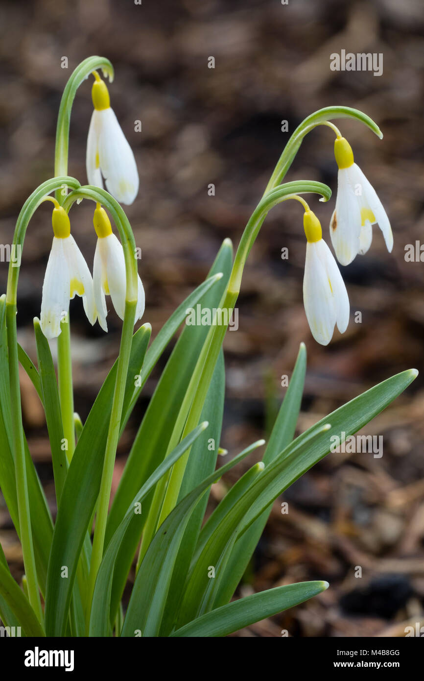 Rare fioritura invernale hardy snowdrop, Galanthus nivalis 'Ecusson d'O' è giallo ovaie e marcature anziché il solito verde Foto Stock