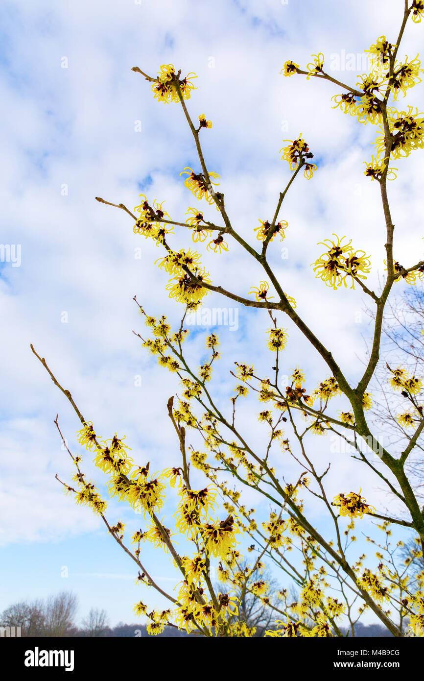 Blooming hazel arbusto con fiori di colore giallo in inverno Foto Stock
