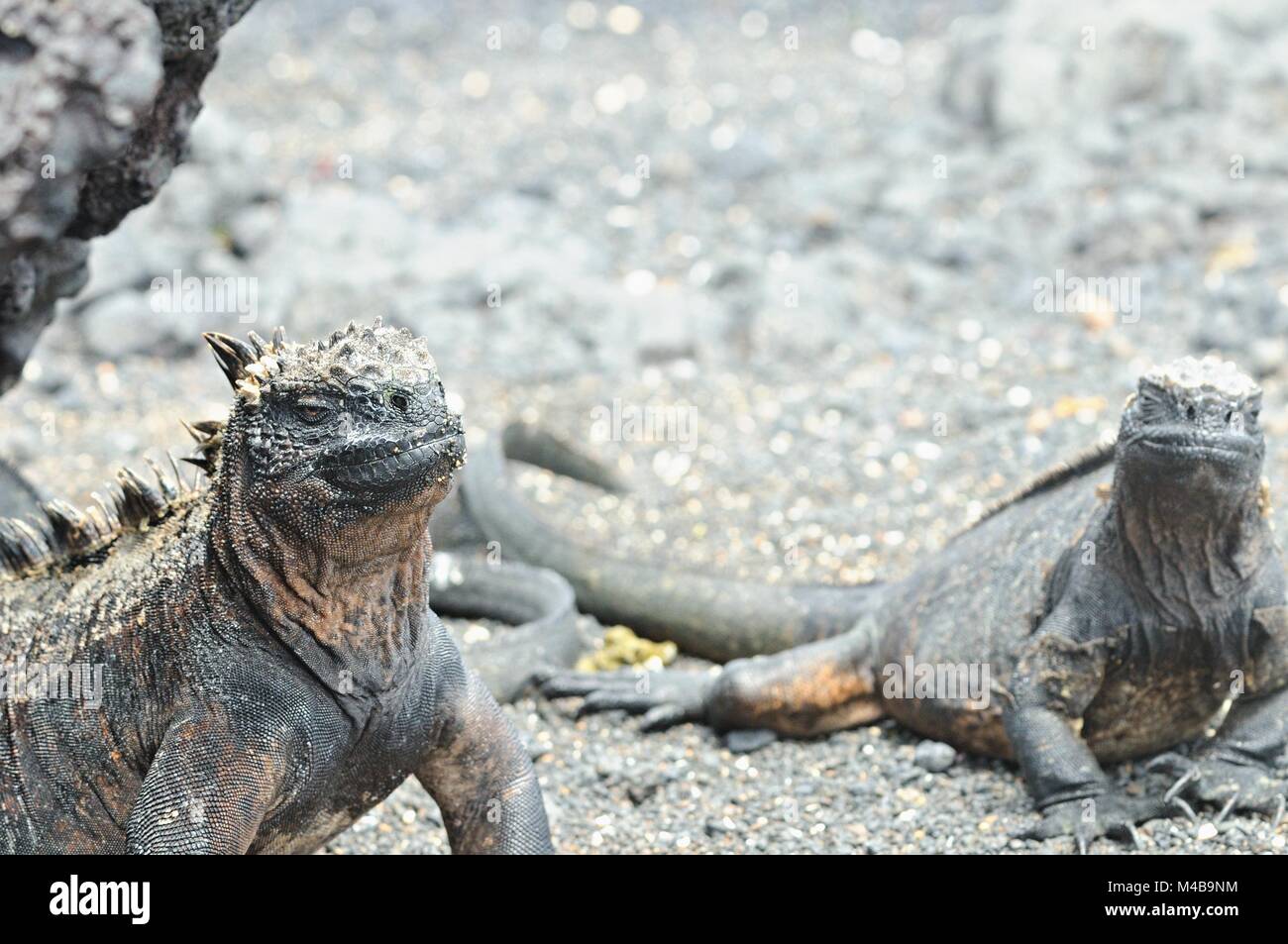 Due iguane marine Las Tintoreras Isole Galapagos Ecuador Foto Stock