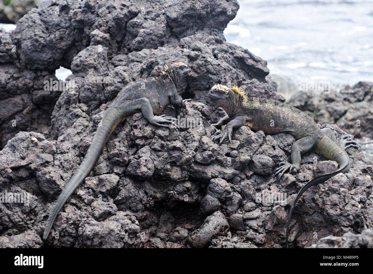Iguane Marine sulle rocce Las Tintoreras Isole Galapagos Ecuador Foto Stock