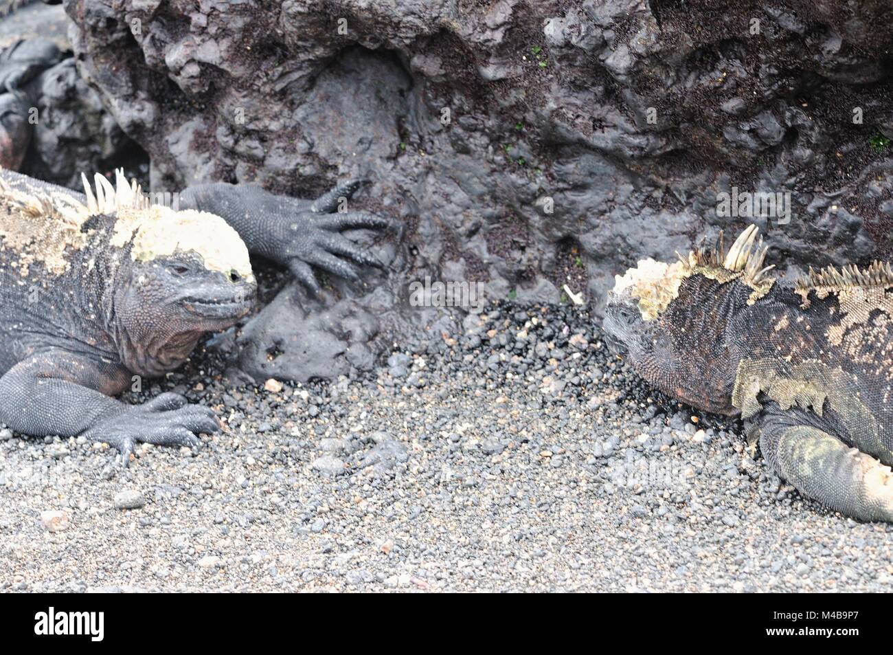 Due iguane marine di fronte Las Tintoreras Isole Galapagos Ecuador Foto Stock