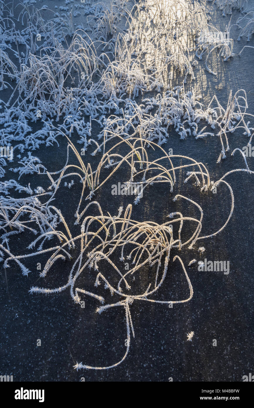 Trasformata per forte gradiente coperto di brina reed, Lapponia, Svezia Foto Stock