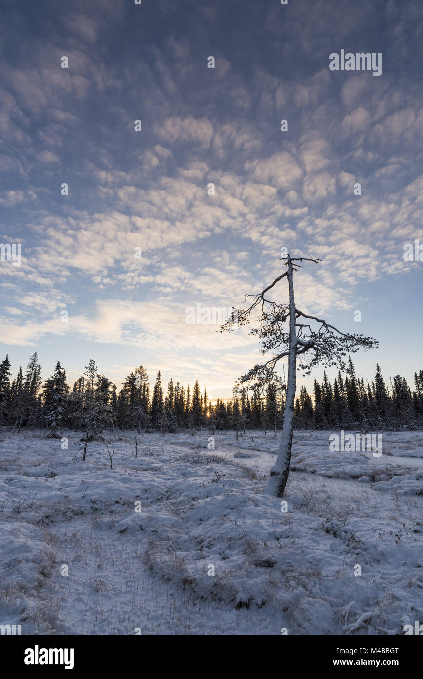Paesaggio invernale, Muddus National Park, Lapponia, Svezia Foto Stock