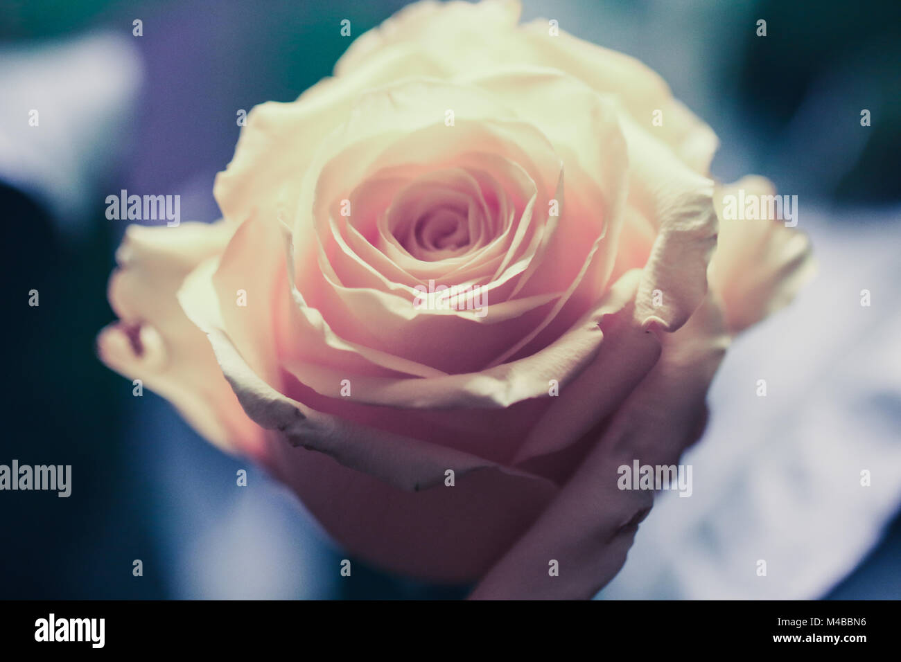 Luce rosa di testa di una rosa su sfondo blu Foto Stock