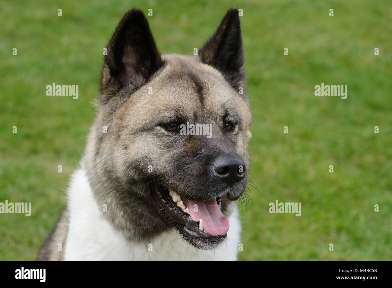 Akita inu Foto Stock