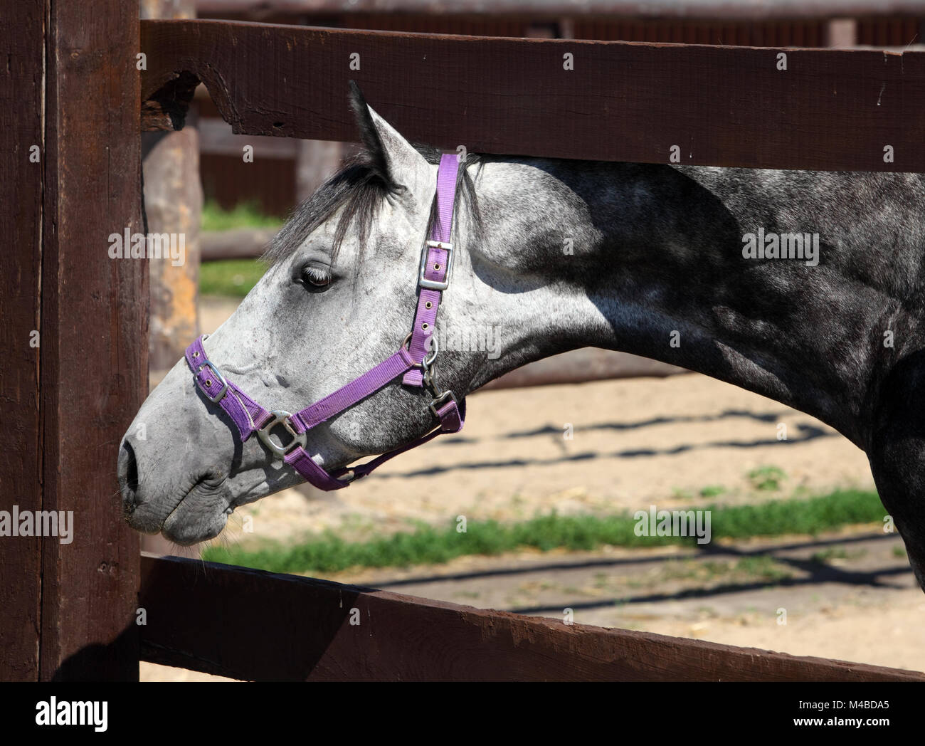 Thoroughbred colline punteggiano cavallo grigio contro corral staccionata in legno sfondo Foto Stock