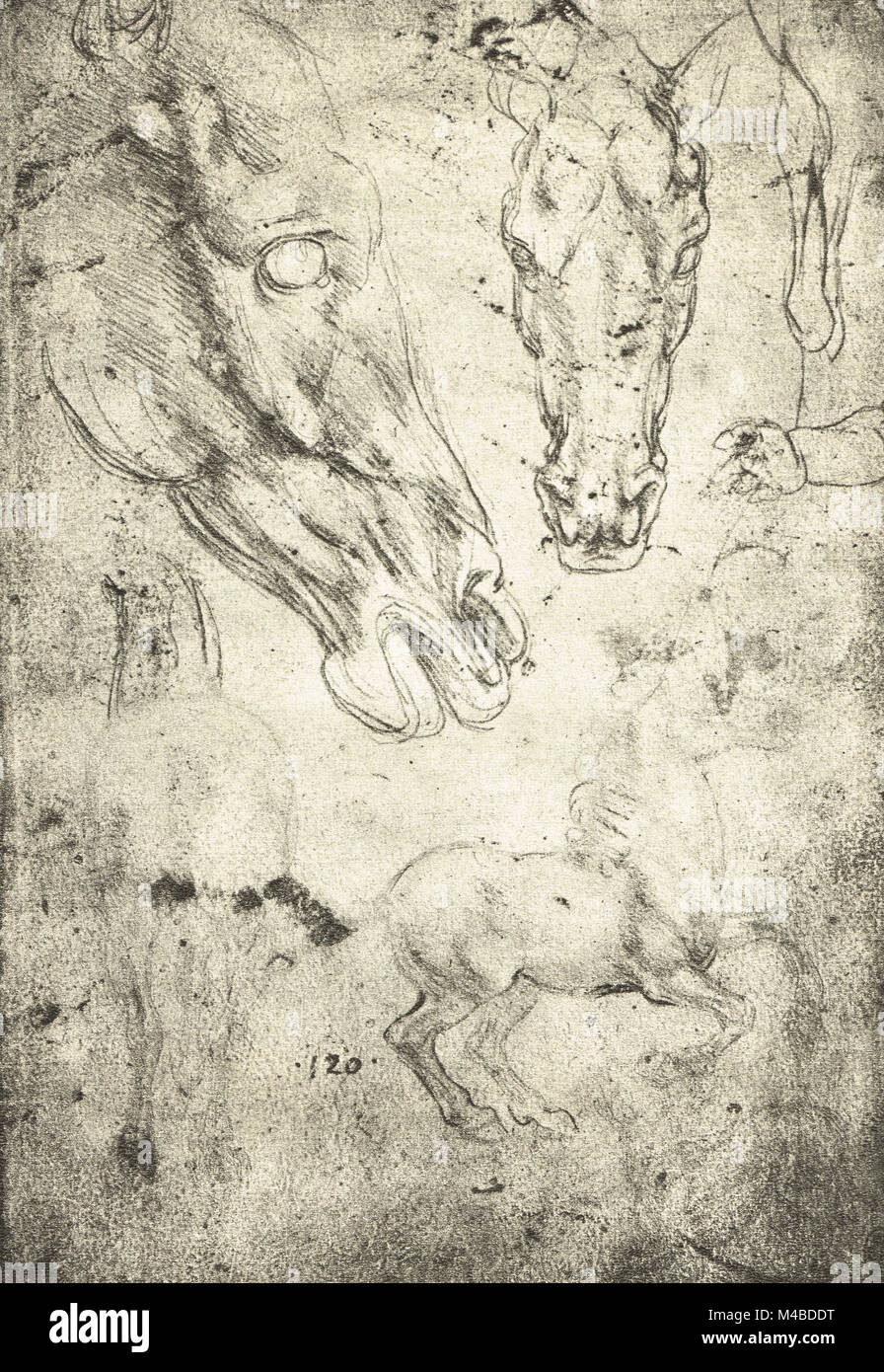 Studi di cavalli e teste di cavalli, equine di disegno anatomico, disegnata da Leonardo Da Vinci Foto Stock