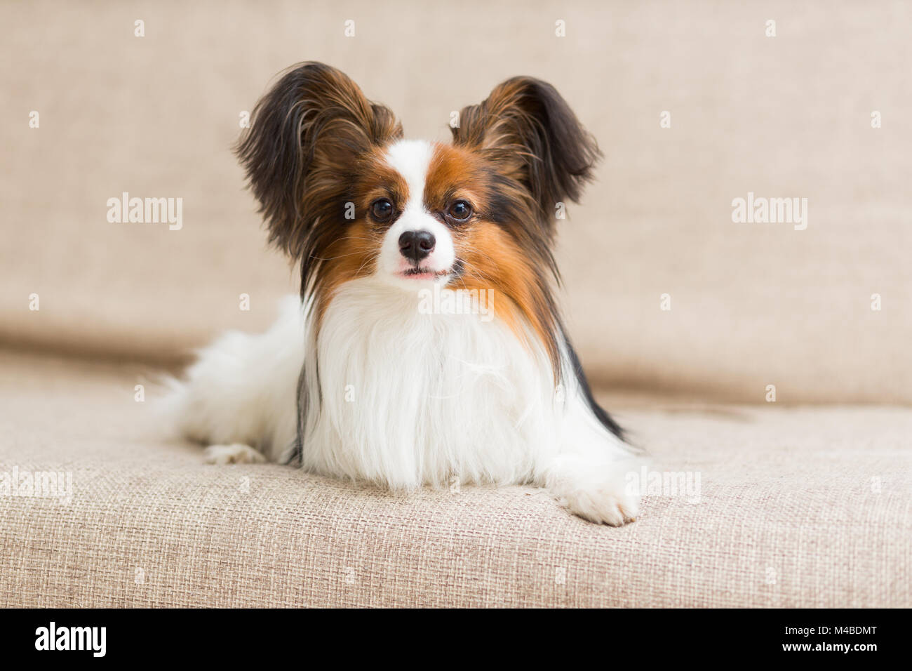 Papillon cane sdraiato sul lettino che allunga la zampata di Foto Stock