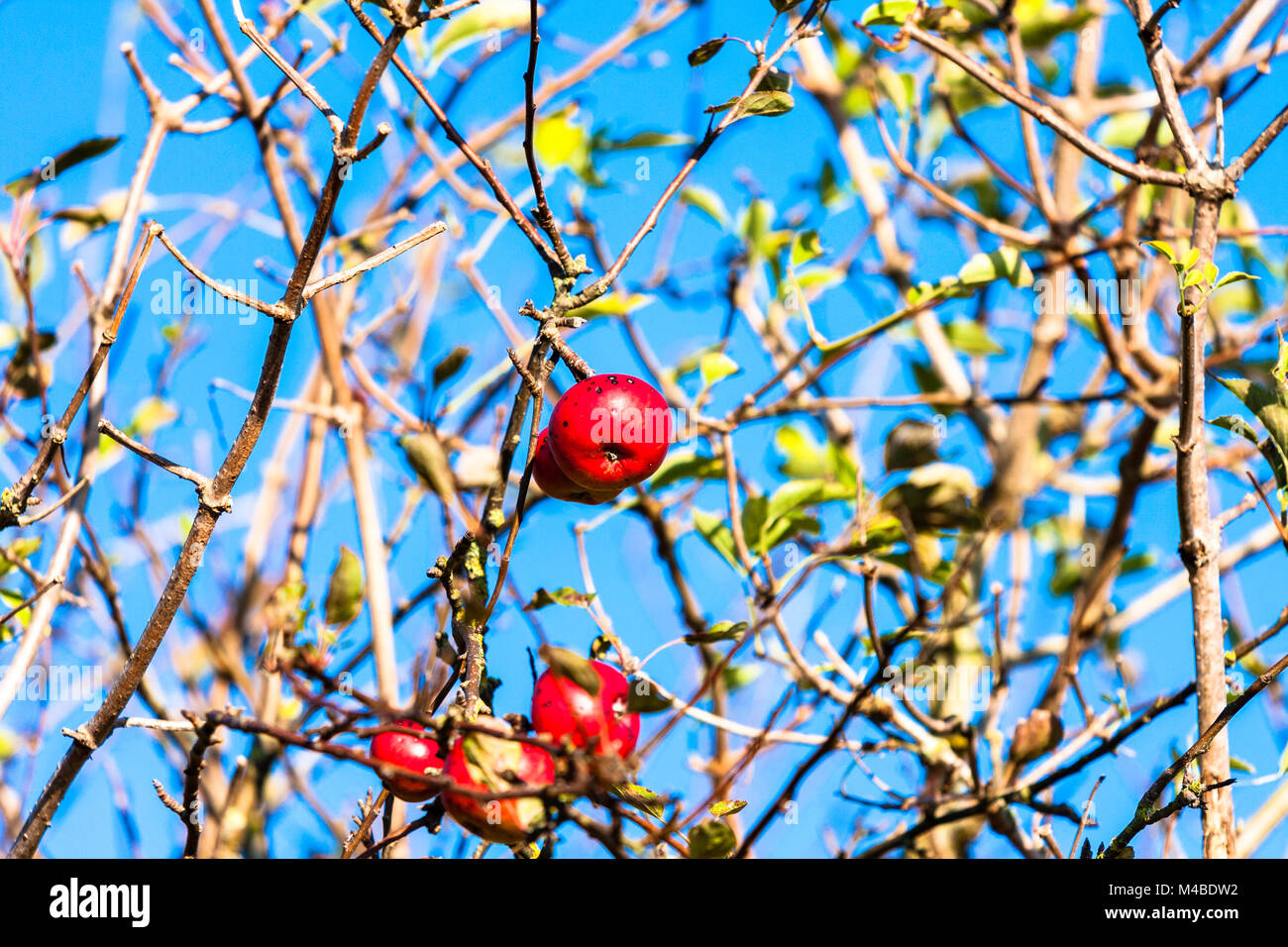 In Inghilterra. Rosso selvatico mele mature che cresce su albero. Close up di rami e frutta. Inverno, cielo blu sullo sfondo. Foto Stock