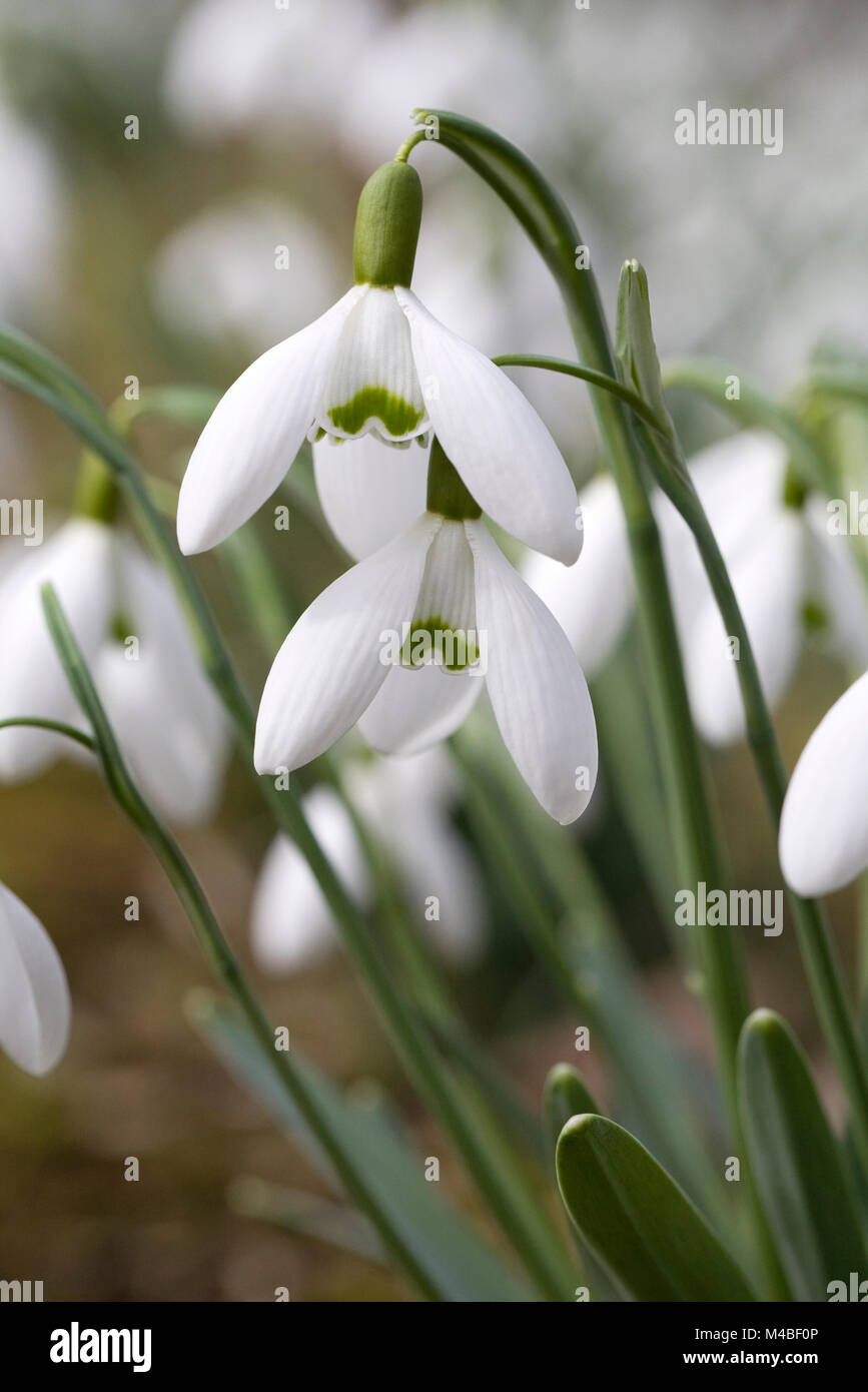 Galanthus "Galatea' fiori in inverno. Foto Stock