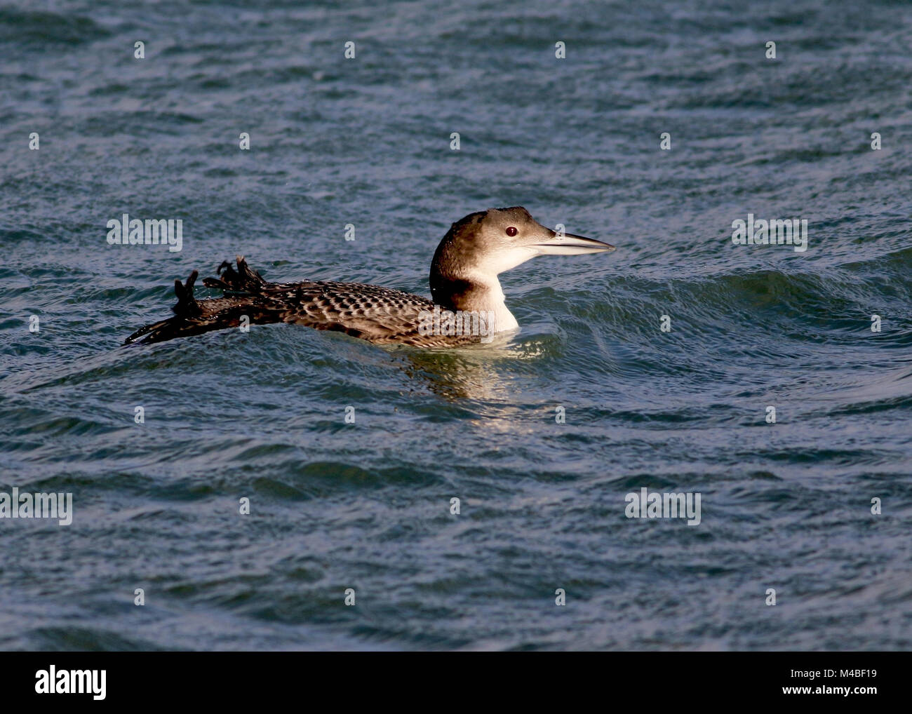 Great Northern Diver In inverno il porto di Portland,Dorset. 2016. Foto Stock