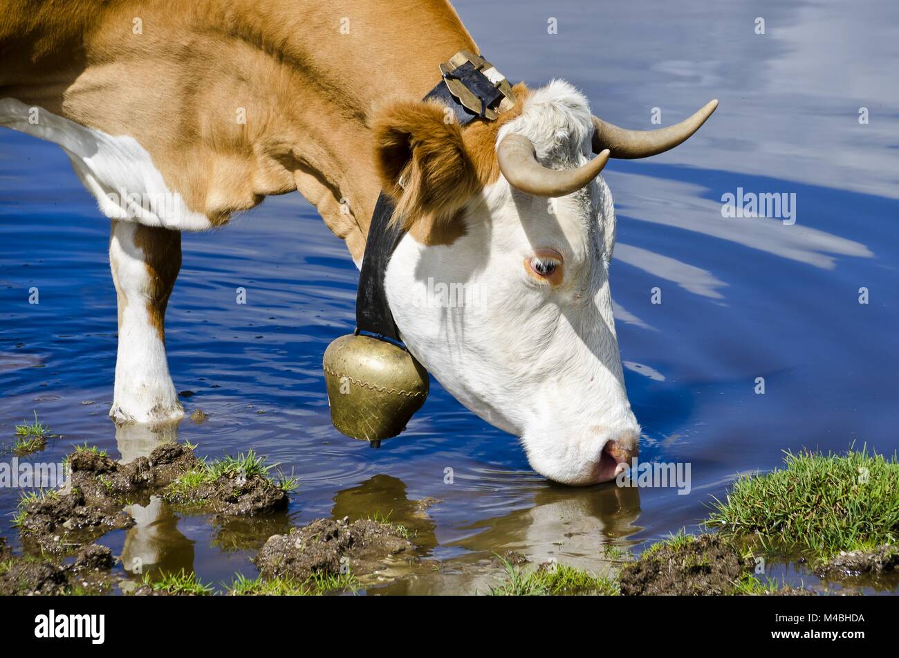 Mucca con la campana di bere Foto Stock