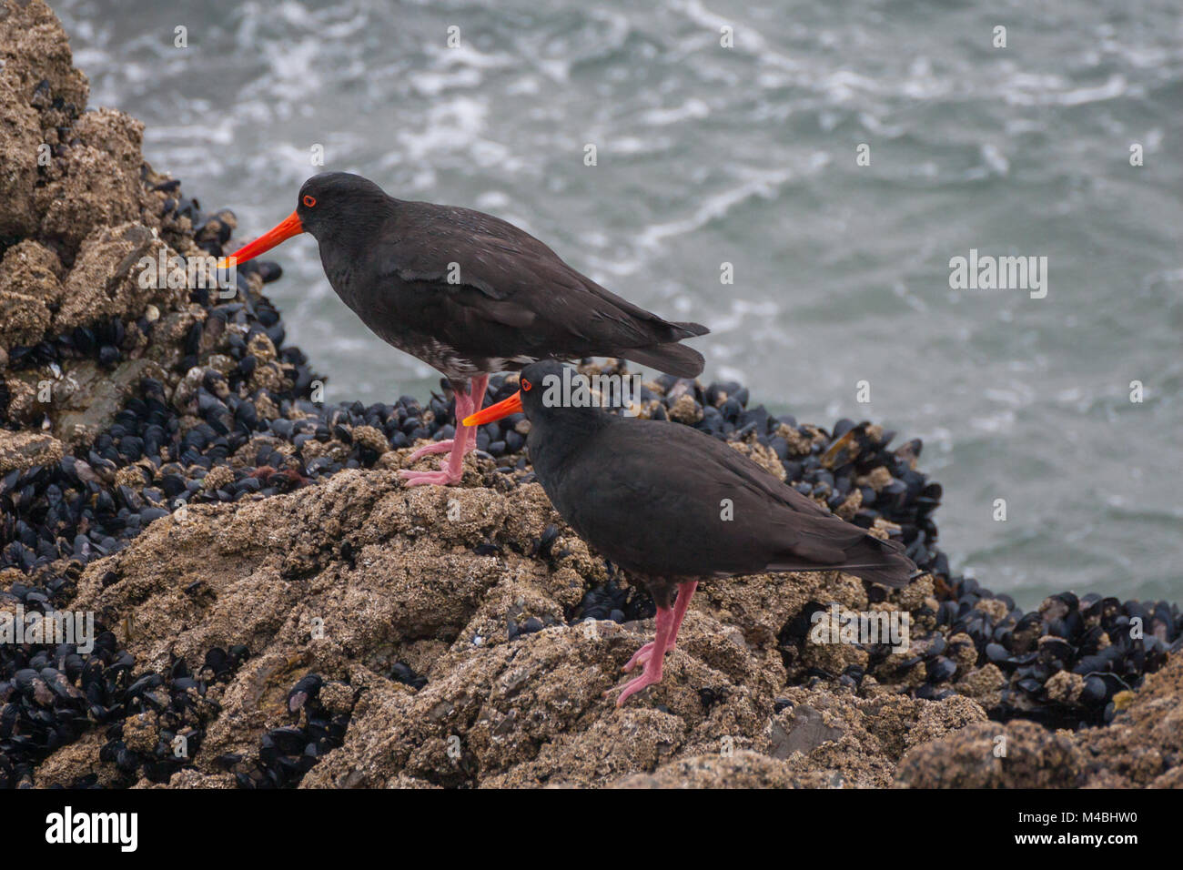 Una coppia di nero oyster-catcher bird, Wellington, Nuova Zelanda Foto Stock