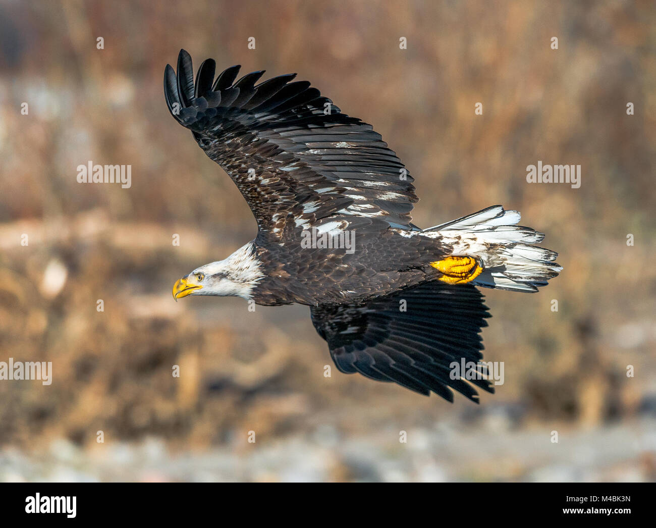 Aquila calva, Haliaeetus leucocephalus, nella lotta al Lago di zanzara Rd, sulla forcella del nord del fiume Nooksack, Deming, Whatcom County, Washington, Stati Uniti d'America Foto Stock