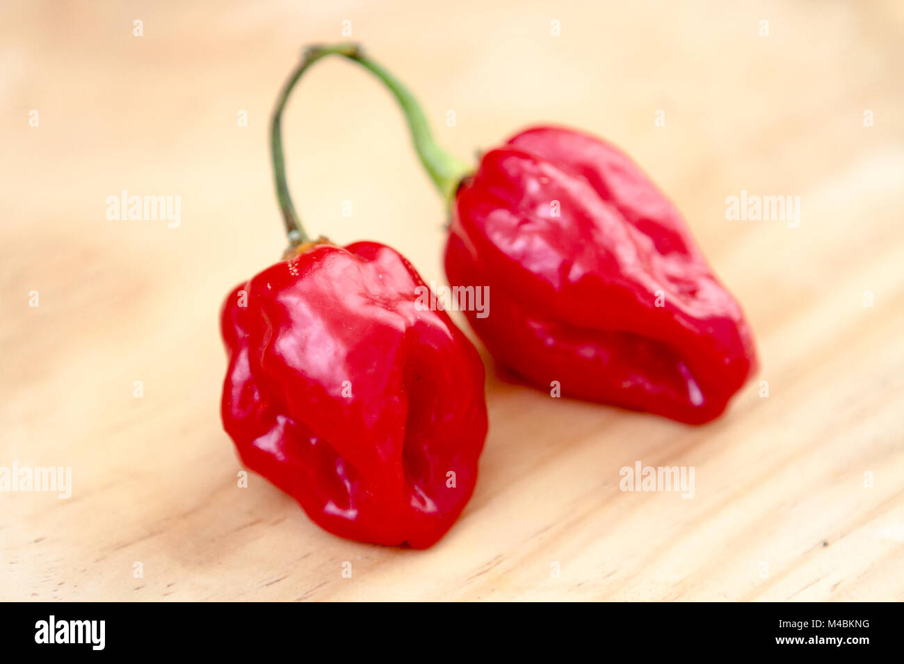 Peperoncino Habanero, Red Hot Habanero cilli pepper Capsicum chinense, isolata. Foto Stock