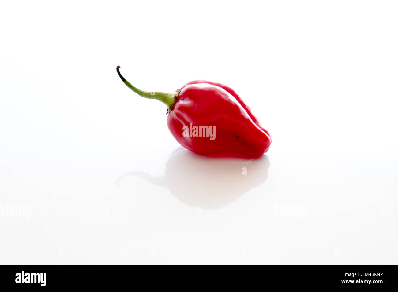 Peperoncino Habanero, Red Hot Habanero cilli pepper Capsicum chinense, isolata. Foto Stock