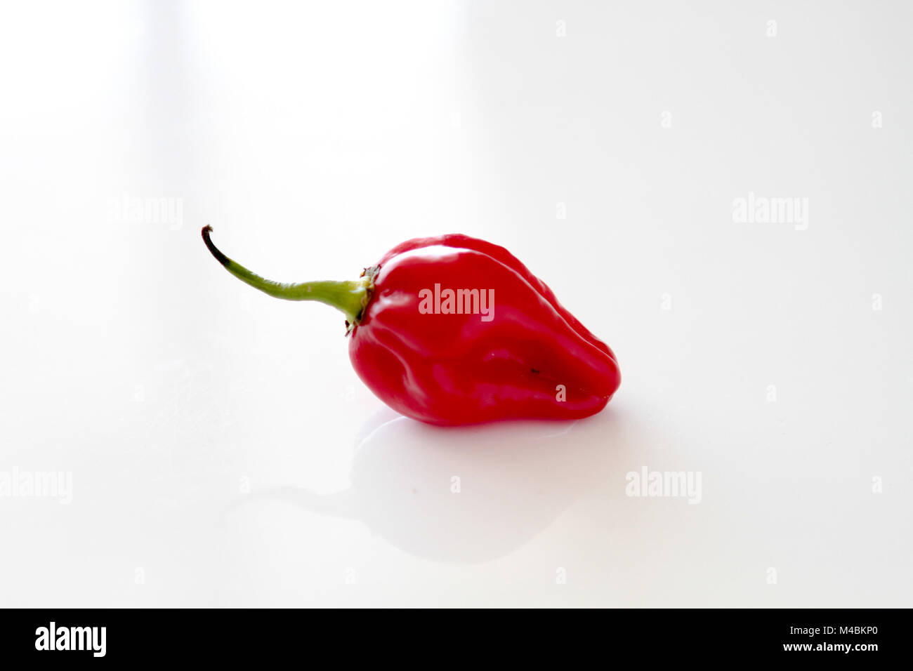 Peperoncino Habanero, Red Hot Habanero cilli pepper Capsicum chinense, isolata. Foto Stock