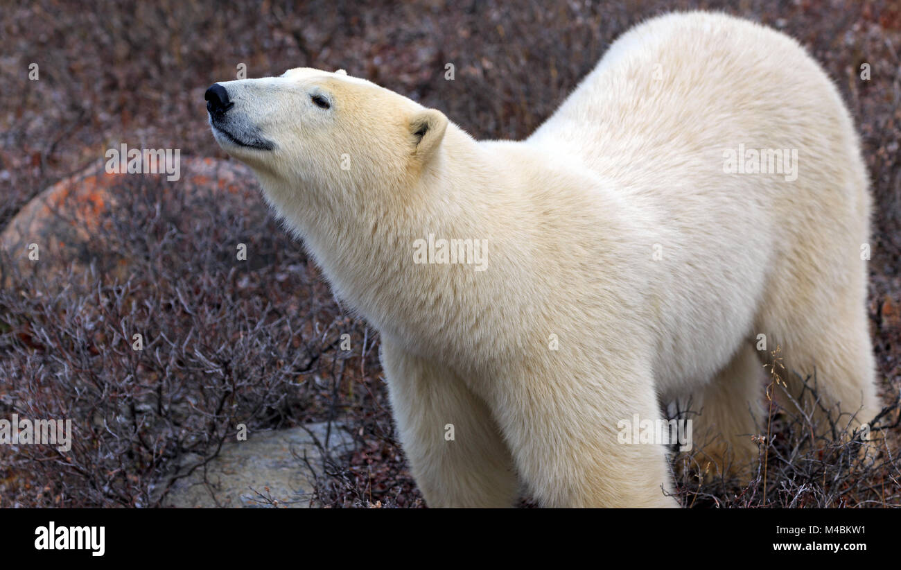 Un orso polare sulle rive della Baia di Hudson Foto Stock
