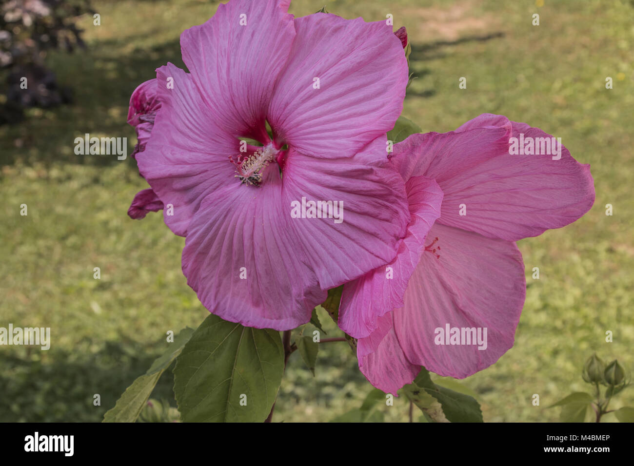 Fiore di Hibiscus (Malvaceae) Foto Stock