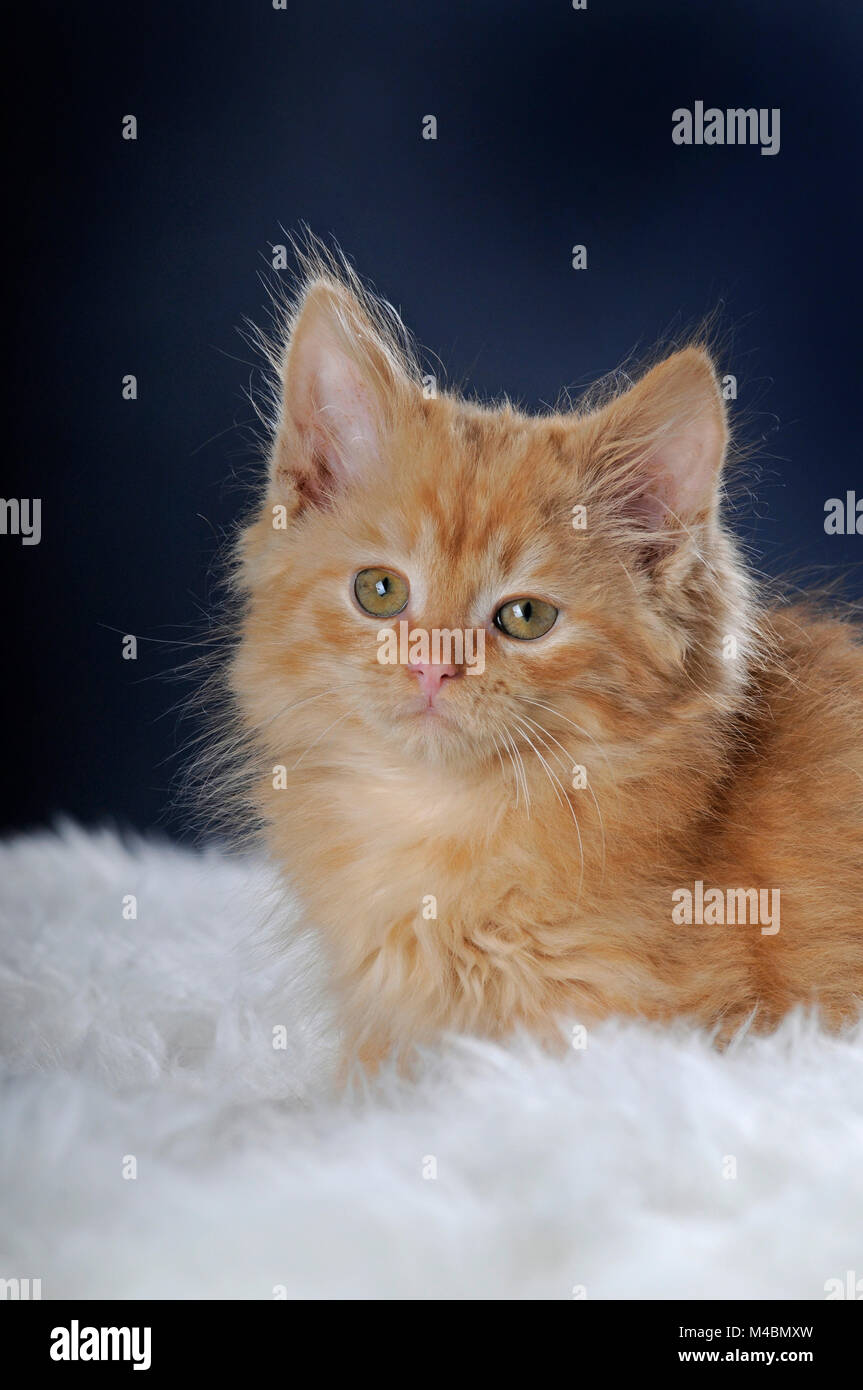 Giovane gatto di casa,Rosso tabby,9 settimane,ritratto animale,giacente sulla pelliccia bianca Foto Stock