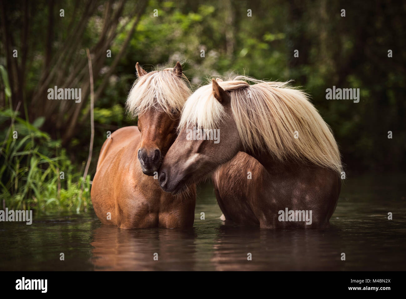 Due classici Ponys (Equus) in piedi nell'acqua e toccare delicatamente ogni altro,Germania Foto Stock
